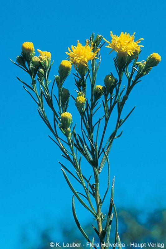 Gelb blühende Gold-Aster mit blauem Himmel im Hintergrund