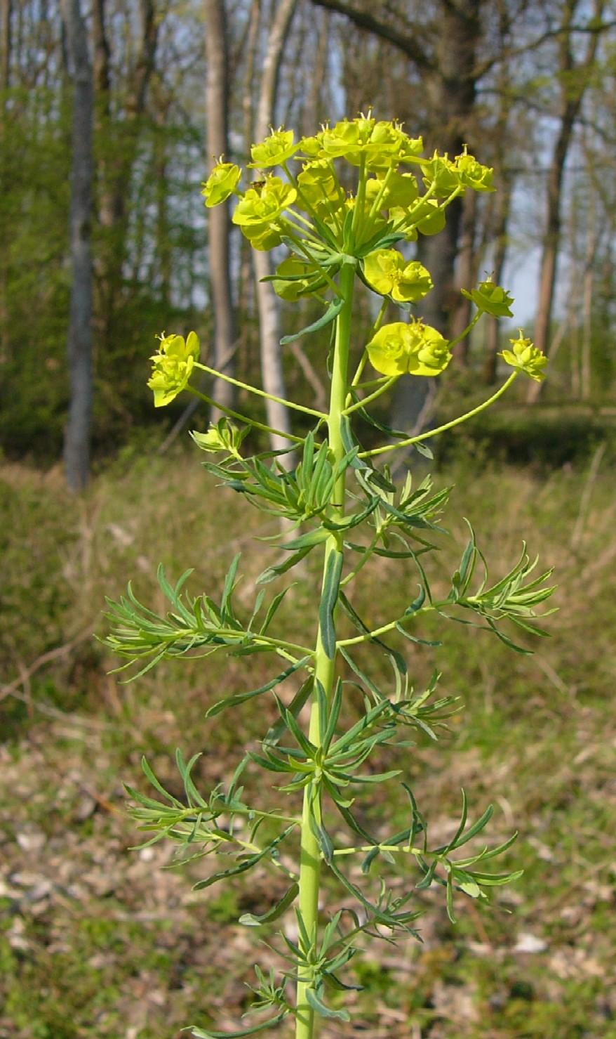 Bild einer Zypressenblättrigen Wolfsmilch mit lichtem Wald im Hintergrund