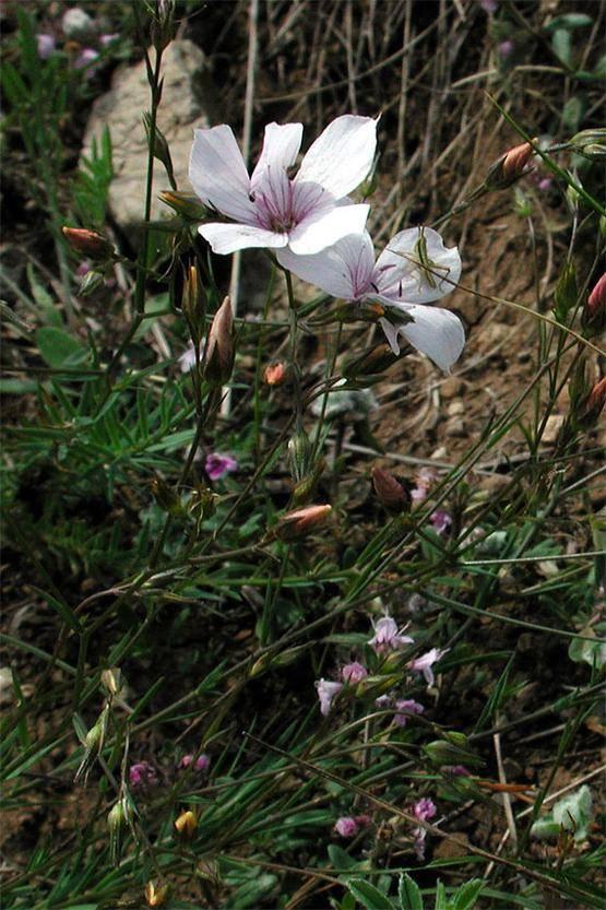 Bild von Feinblättriger Lein auf eher steinigerem Boden im Hintergrund