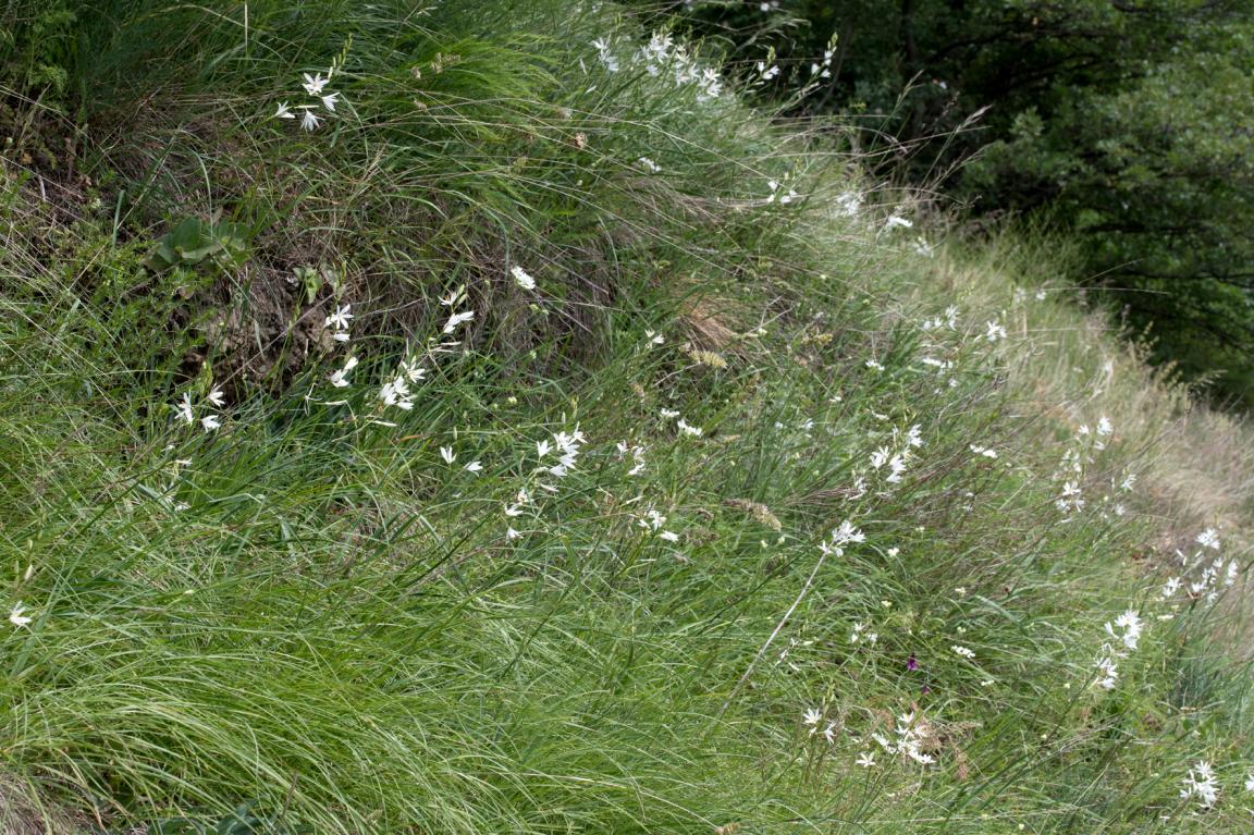 Bild einer trockenen Grashalde mit Gras und Astlosen Graslilien.