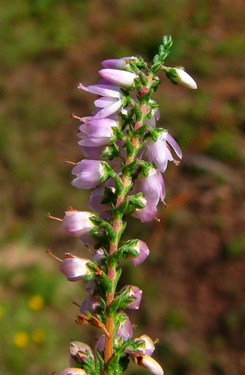Blüten und Blätter der Besenheide auf verschwommenem Hintergrund