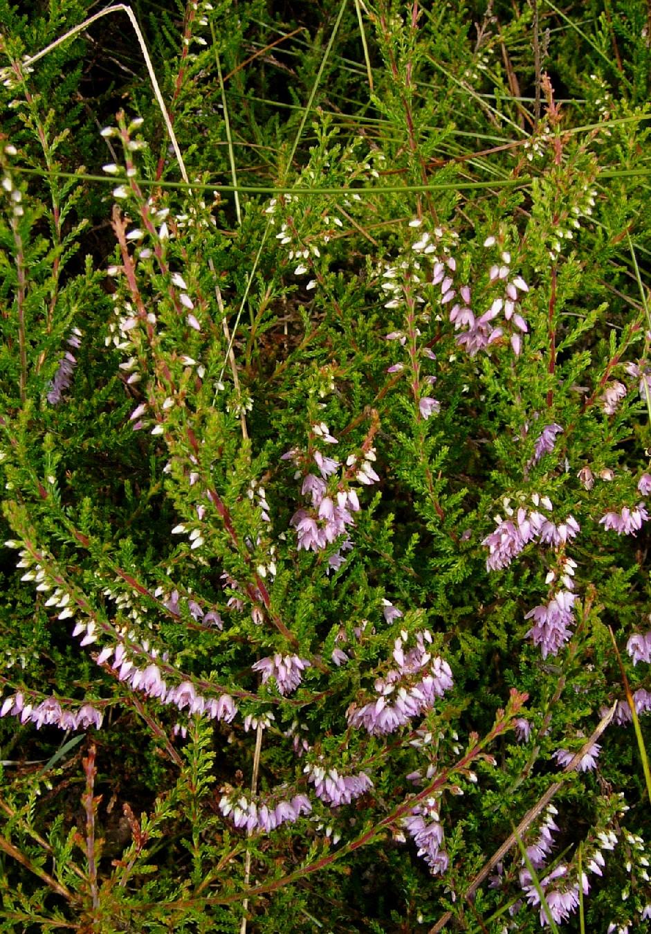 Violett blühende Besenheide mit grünem hintergrund