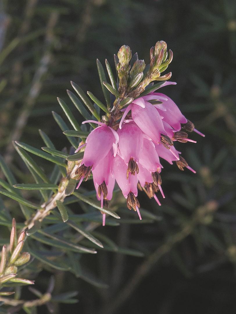Blüten und Blätter der Besenheide auf dunklem verschwommenem Hintergrund