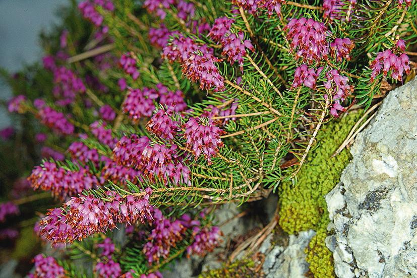 Rosa blühende Schneeheide an einem Stein und 