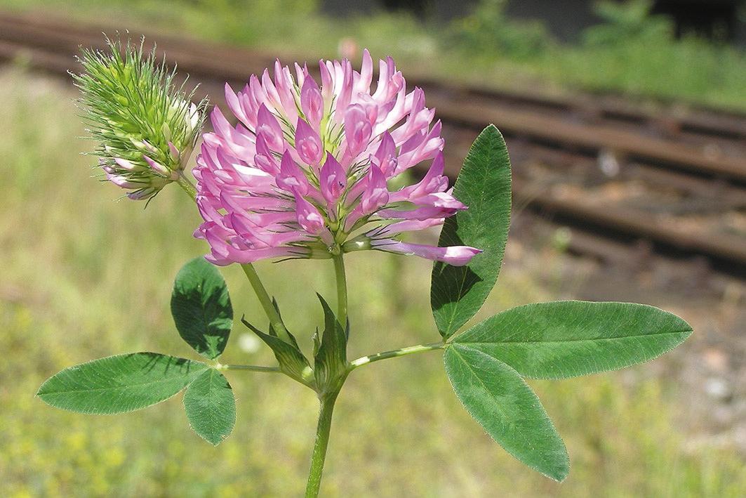 Nahaufnahme einer Blüte und Blätter des Mittleren Klees mit einer verschwommenen Eisenbahnschiene im Hintergrund.