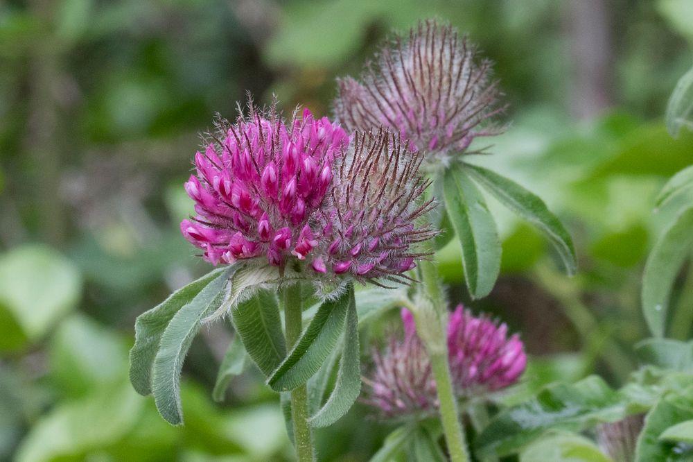 Nahaufnahme der Blüten des Hügel-Klees auf verschwommenem Hintergrund