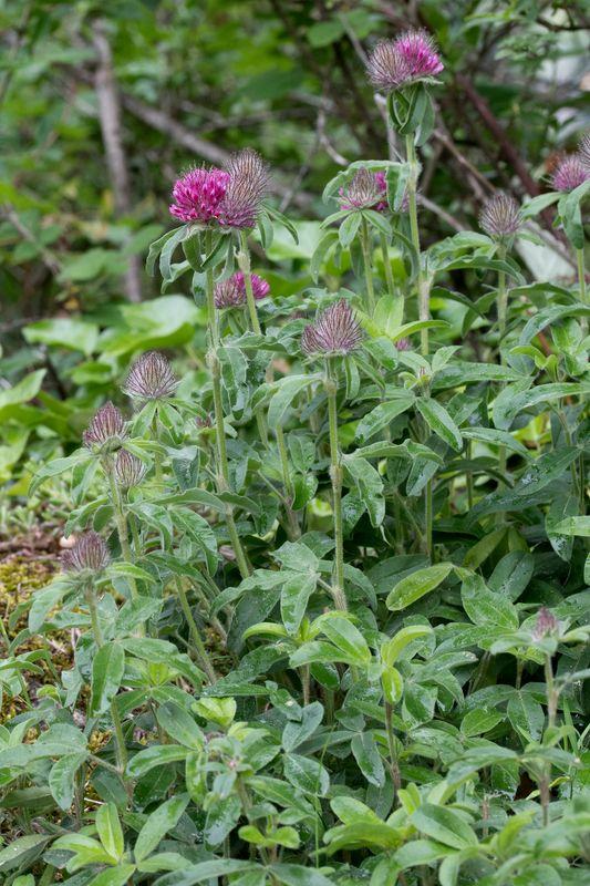 Hügel-Klee mit roten Blüten und verschwommenen Gehölzen im Hintergrund