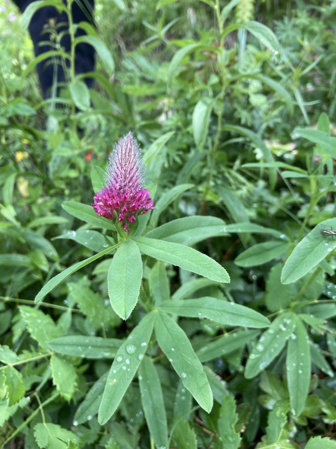 Purpur-Klee mit einer roten, eiförmigen Blüte am Ende des Stängels