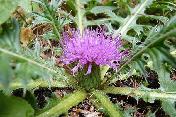 Bild einer Stängellosen Kratzdistel, bei welcher eine Blüte direkt in der Blattrosette sitzt