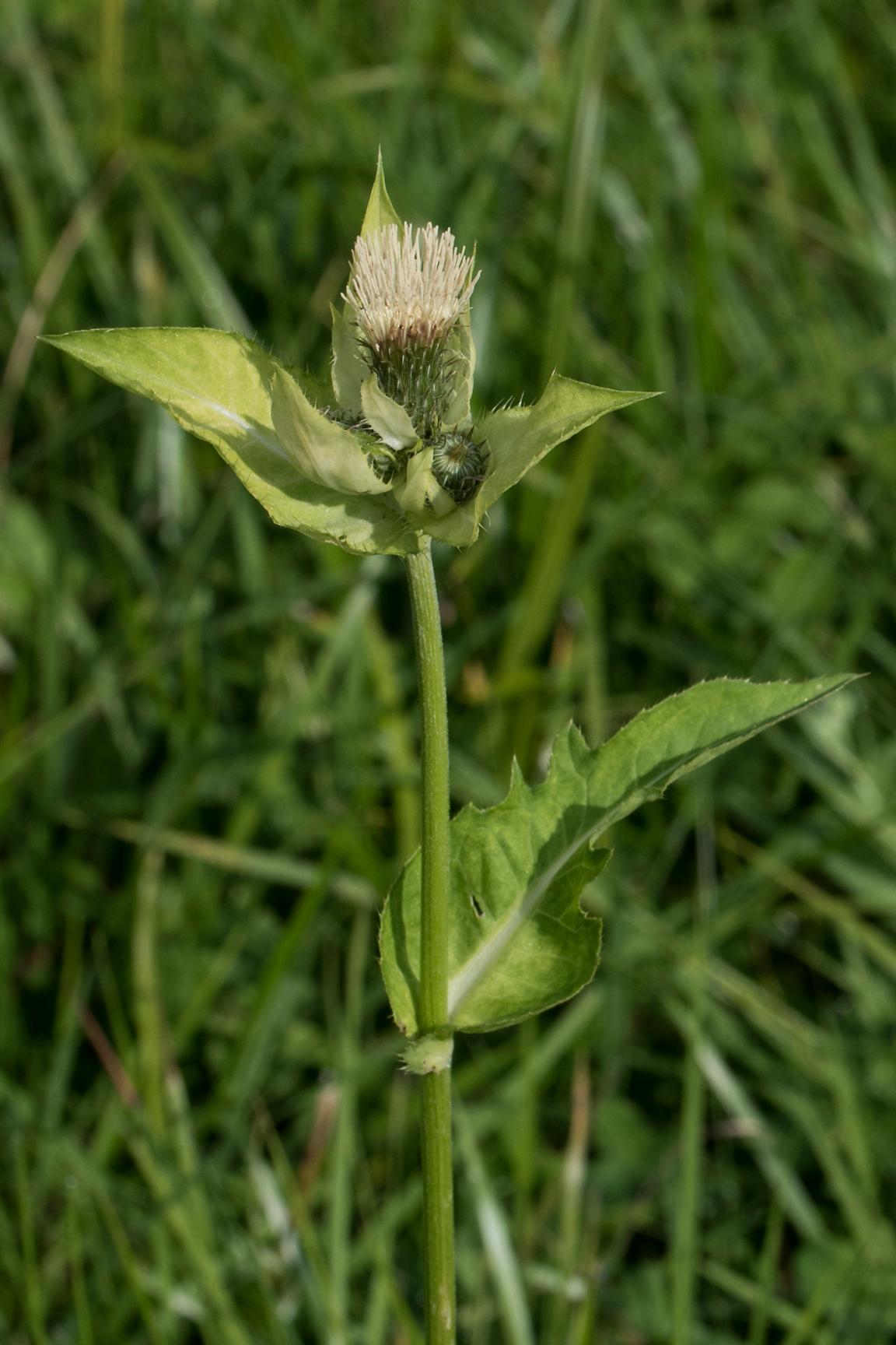 Bild einer hellgelb blühenden Kohldistel mit Wiese im Hintergrund