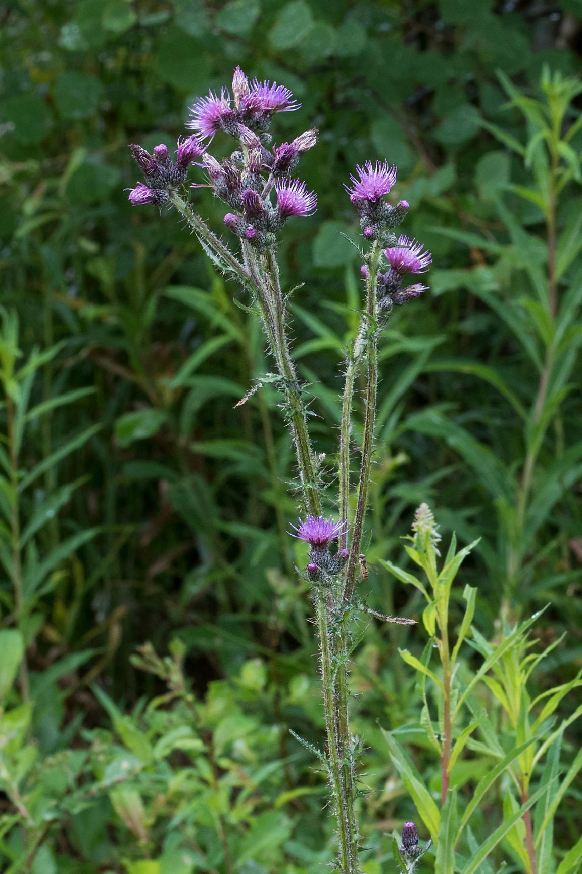 Bild einer blühenden Sumpf-Kratzdistel