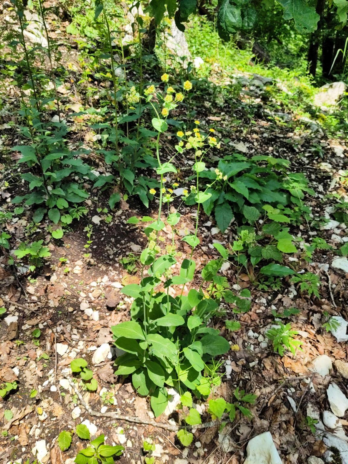 Längblättriges Hasenohr auf steinigem und eher trockenem Untergrund 