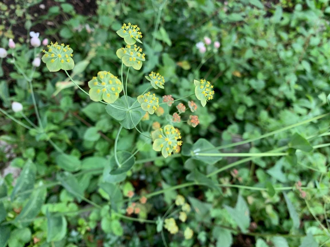 Langblättriges Hasenohr mit gelblich und braunroten Blüten auf grünem Hintergrund