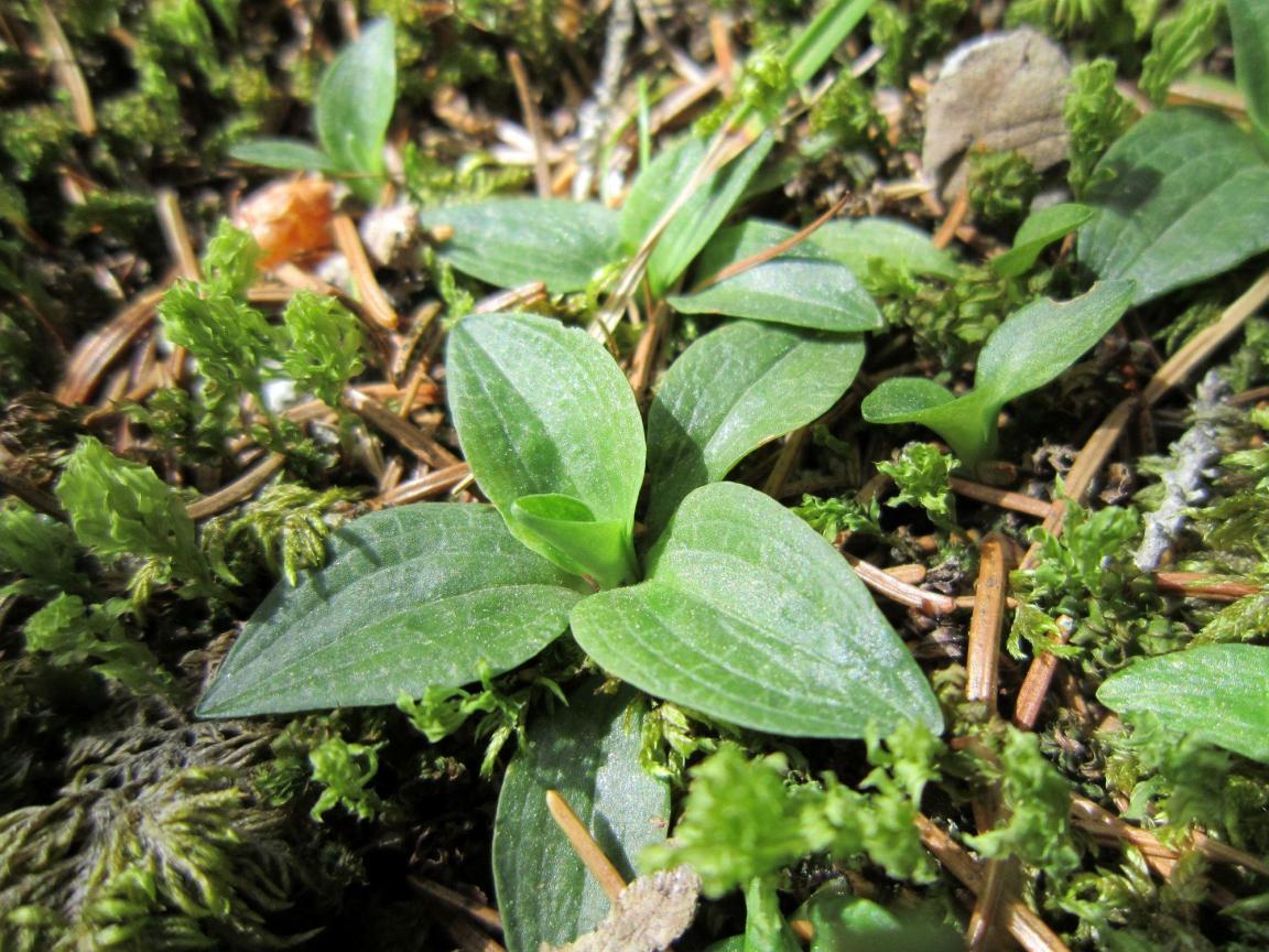 Moosorchis im vegetativen Zustand auf einem moosigen Waldboden