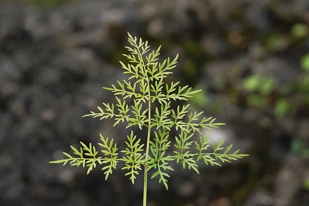 Bild eines Blattes des Sumpf-Haarstranges