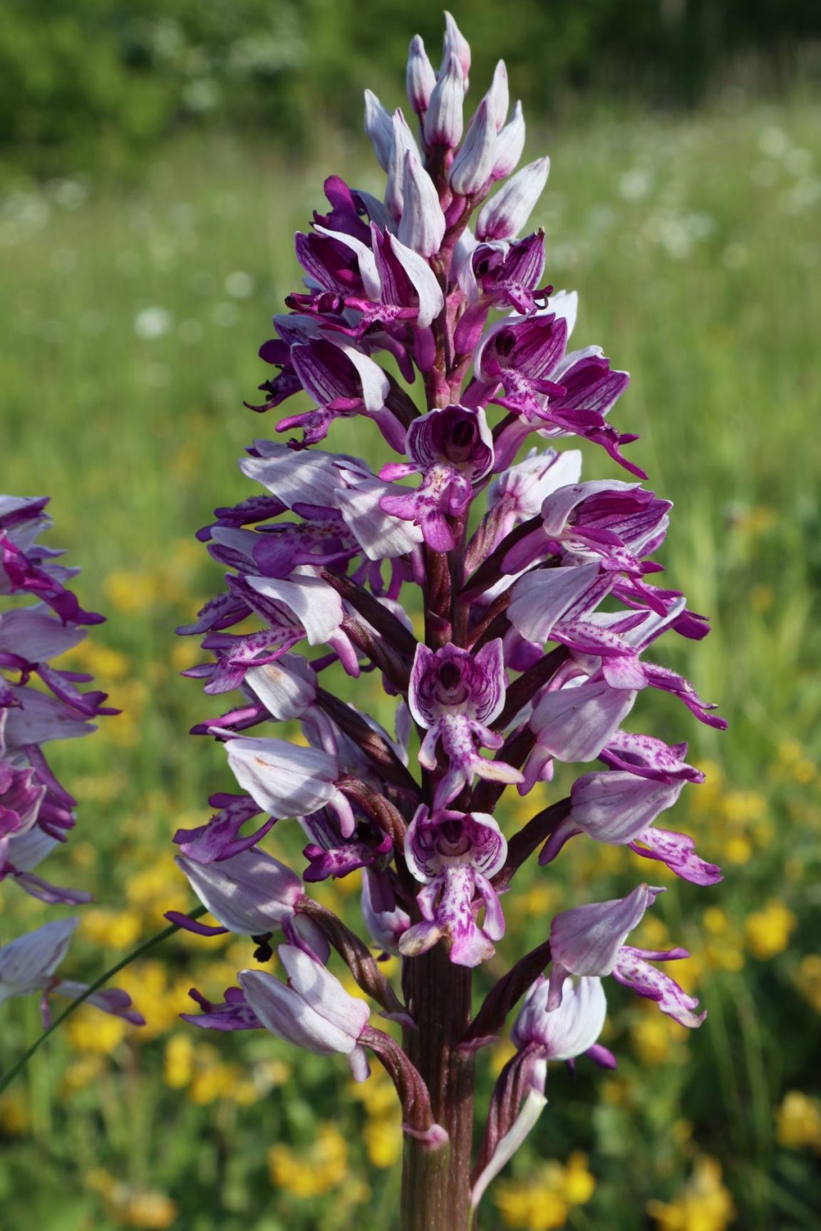 Bild von blühendem Helm-Knabenkraut