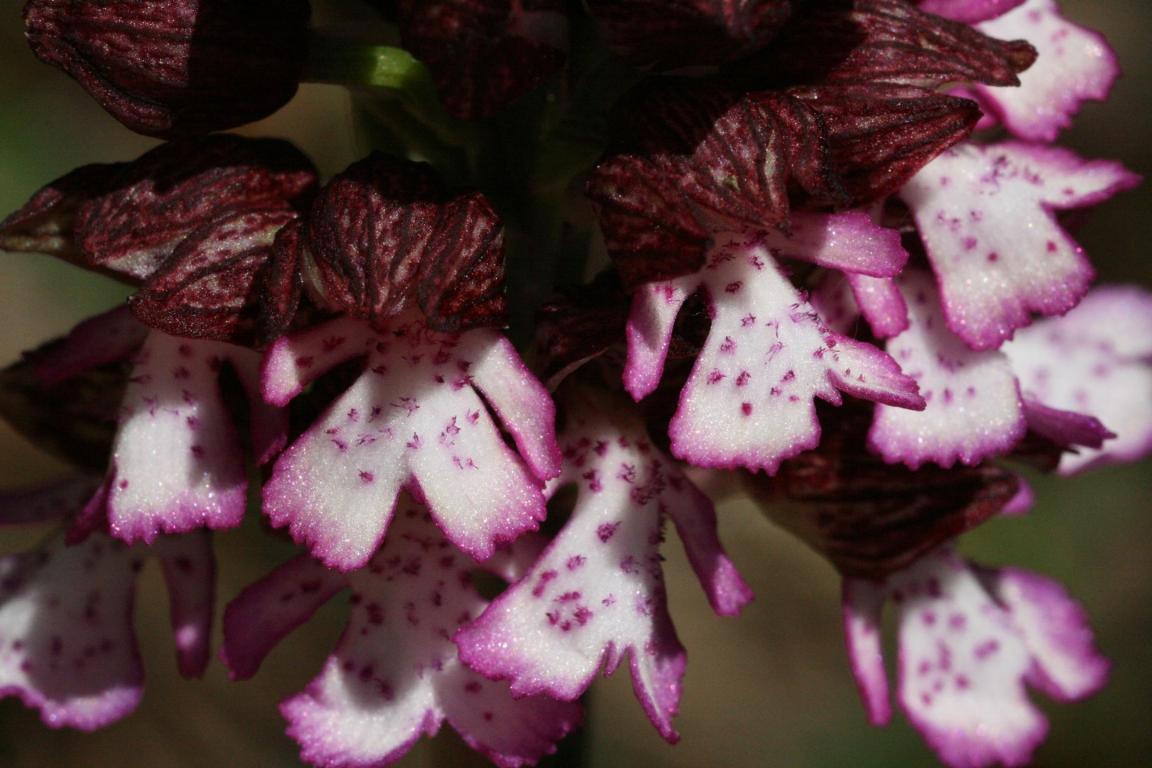 Blüte des Purpur-Knabenkraut, dazu mit Buchstaben (a-d) versehene Pfeile