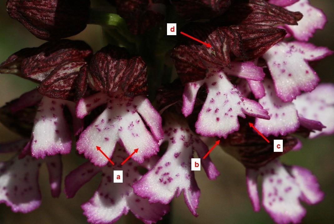 Blüte des Purpur-Knabenkraut, dazu mit Buchstaben (a-d) versehene Pfeile