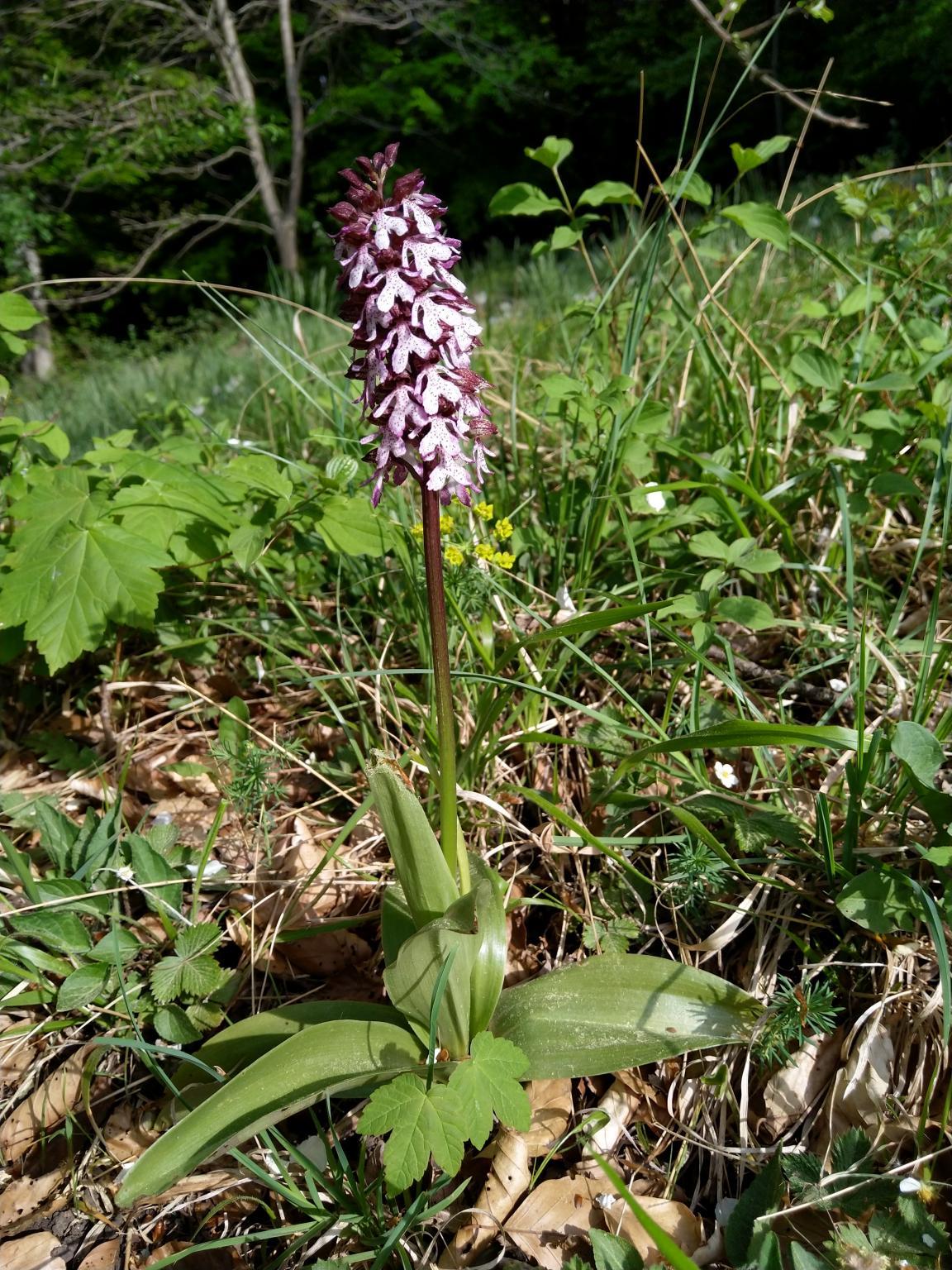 Bild von Purpur-Knabenkraut in einem Lichten Wald