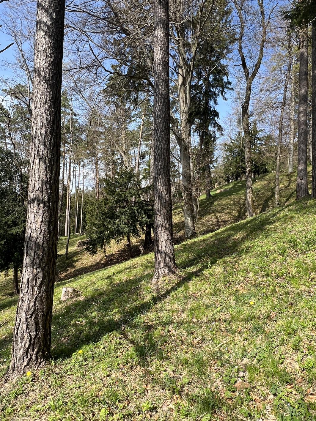 Bild von lichtem Wald mit Föhren, Eiben, Buchen, geringer Anteil an Büschen und lockerer Krautschicht