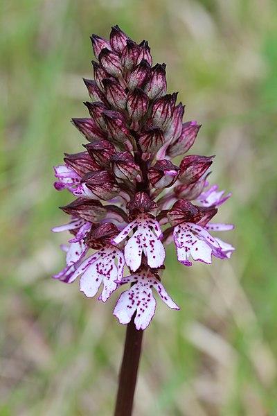 Bild von Purpur-Knabenkraut mit kegelförmigem Blütenstand