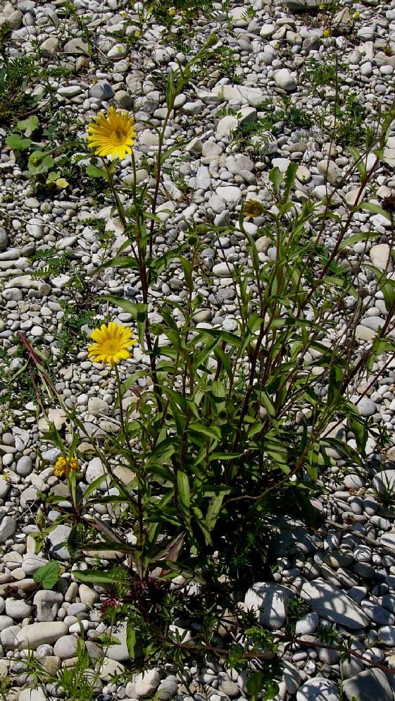 Bild eines Weidenblättrigen Rindsauges auf kiesigem Untergrund