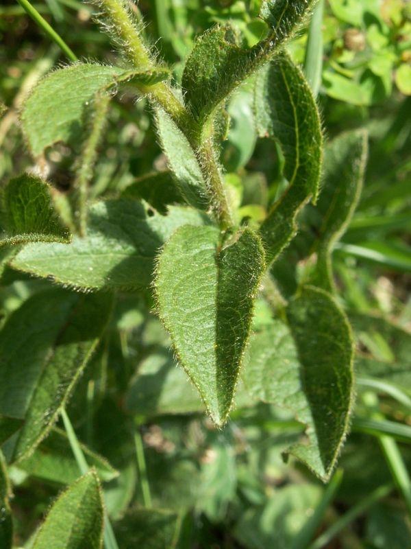 Bild von Rauer Alant, bei welchem die rauhe Behaarung der Blätter und des Stängels gut sichtbar sind