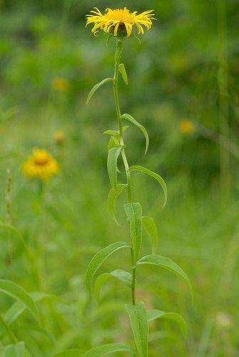 Bild eines blühenden Weiden-Alant