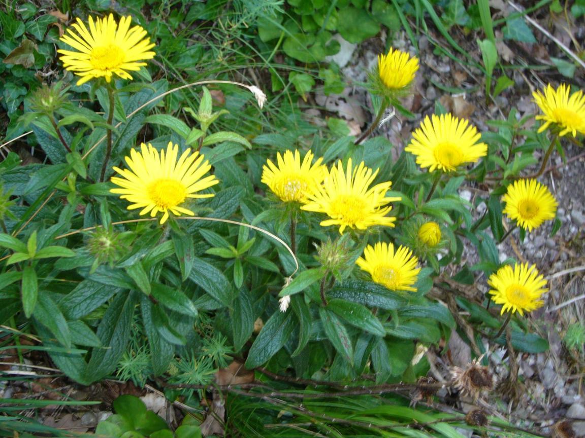 Bild von Rauer Alant mit kiesigem Hintergrund