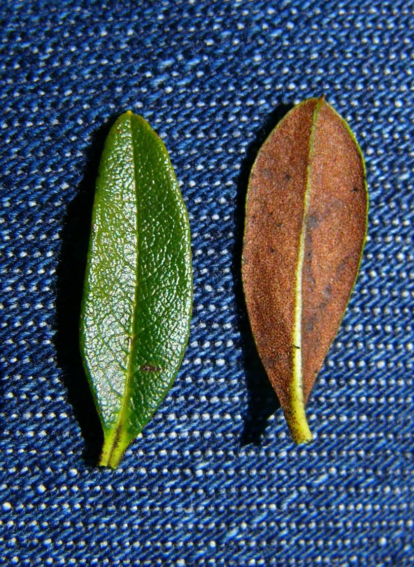 Nahaufnahme einer Blattober- und Unterseite der Rostblättrigen Alpenrose.