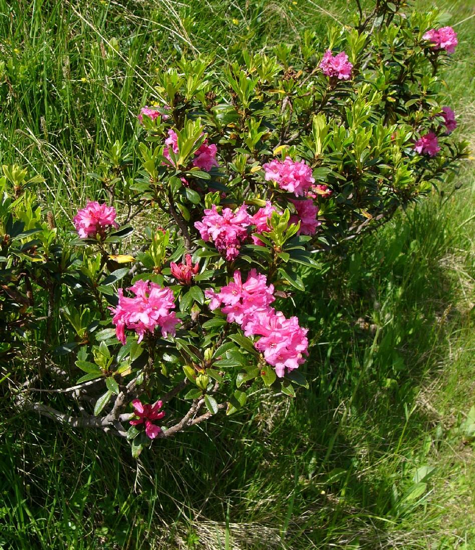 Blühende Rostblättrige Alpenrose auf einer Wiese.