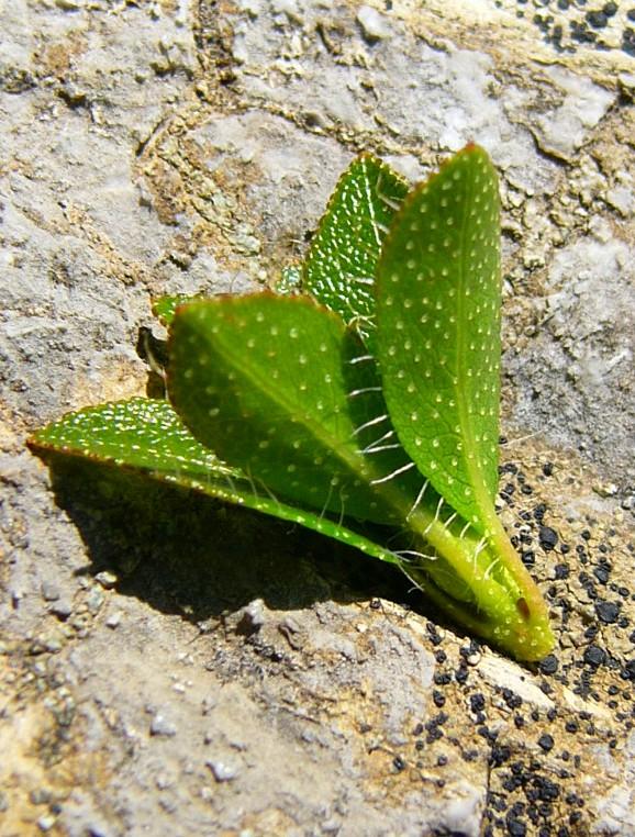 Nahaufnahme von Blättern der Behaarten Alpenrose auf einem Stein
