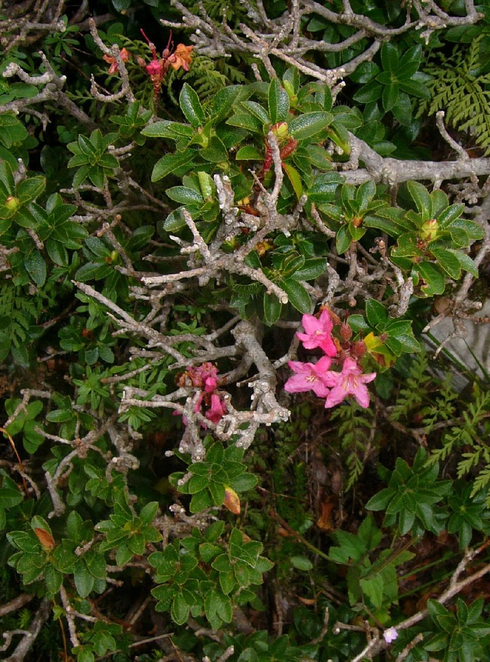 Behaarte Alpenrose mit einzelnen Blüten und Farn im Hintergrund