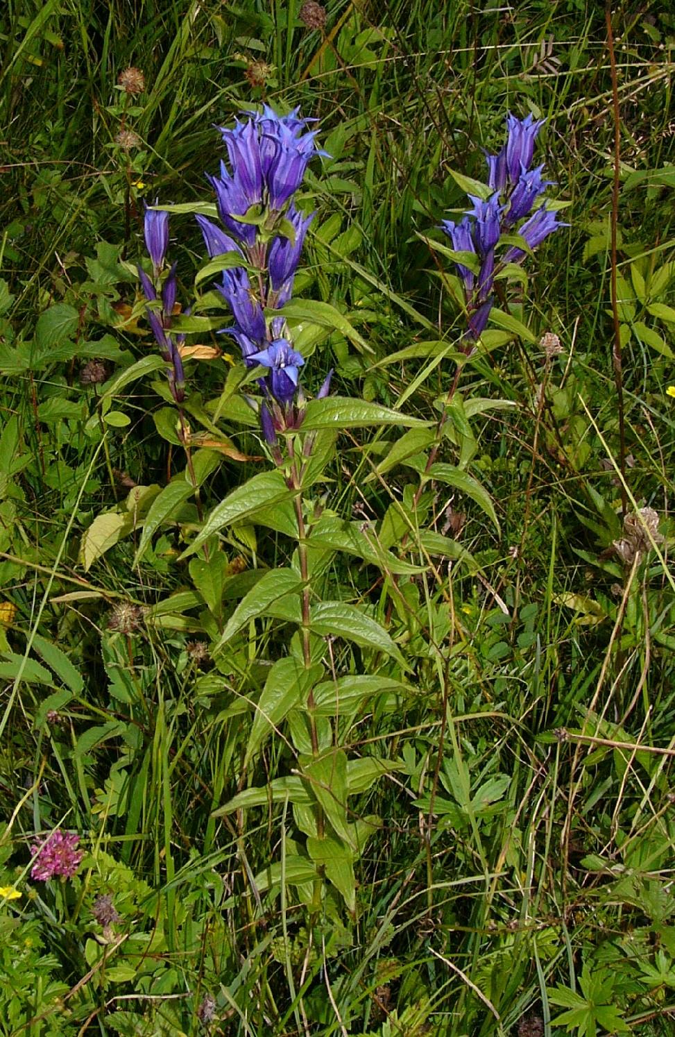Bild eines blühenden Schwalbenwurz-Enzian