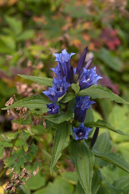 Bild eines blühenden Schwalbenwurz-Enzian