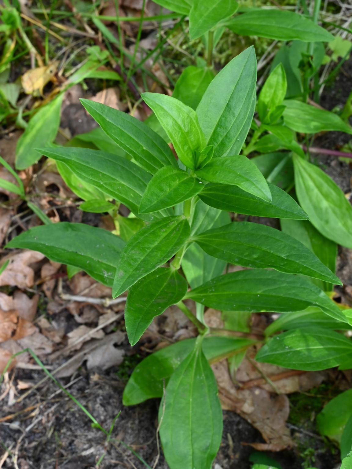 Bild von Echtes Seifenkraut auf Waldboden ohne Blüten