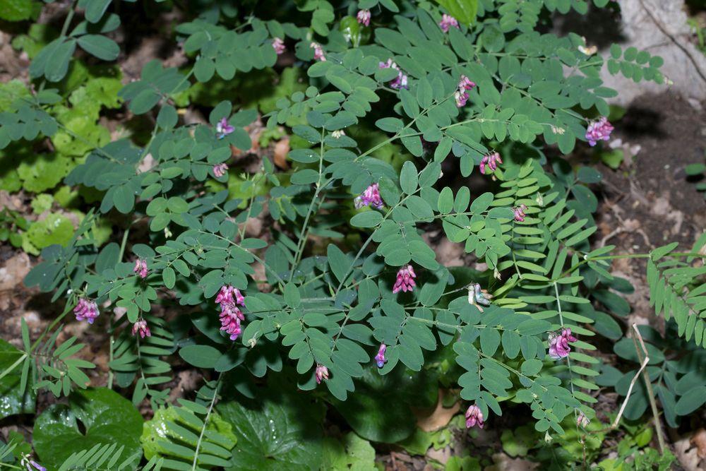 Bild einer blühenden schwarzen Platterbse mit pinken Blüten
