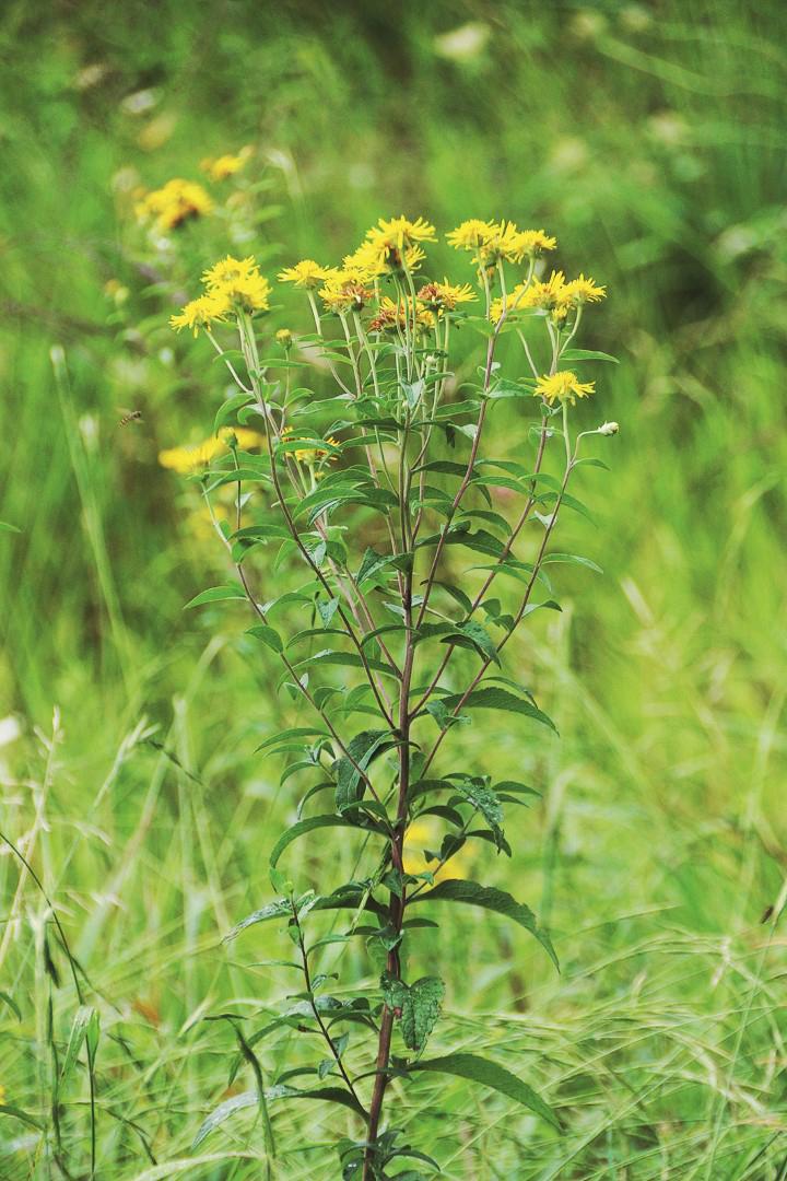 Bild eines Schweizer Alant auf einer grünen Wiese