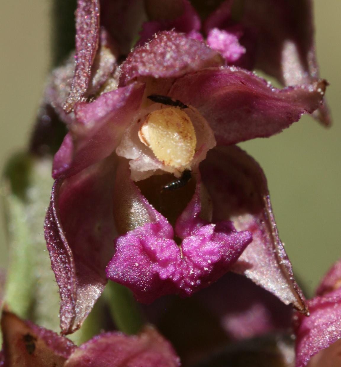 Nahaufnahme der Blüte einer Braunroten Stendelwurz