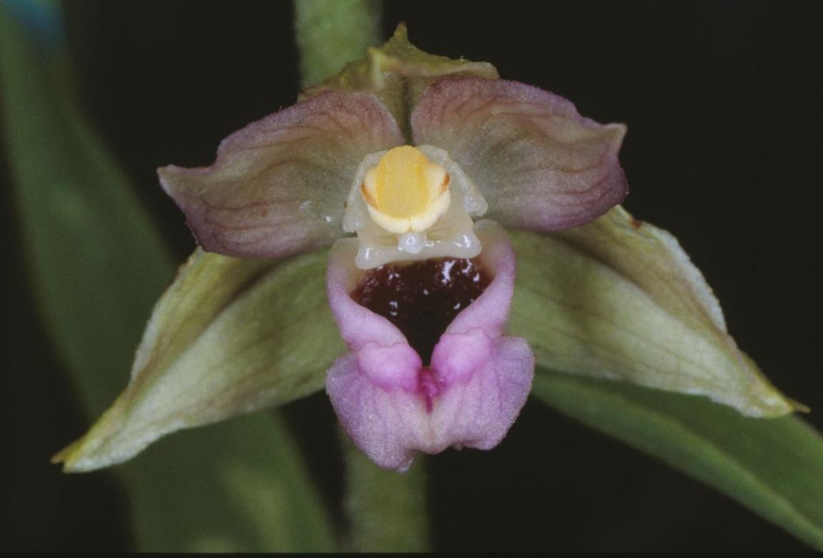 Nahaufnahme einer Blüte der Breitblättrigen Stendelwurz