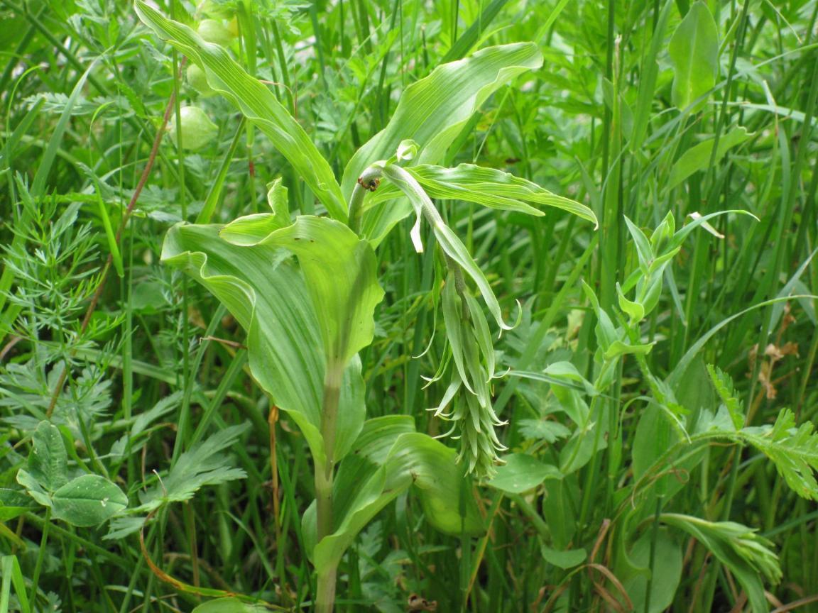 Breitblättrige Stendelwurz vor der Blüte mit krautigem Hintergrund