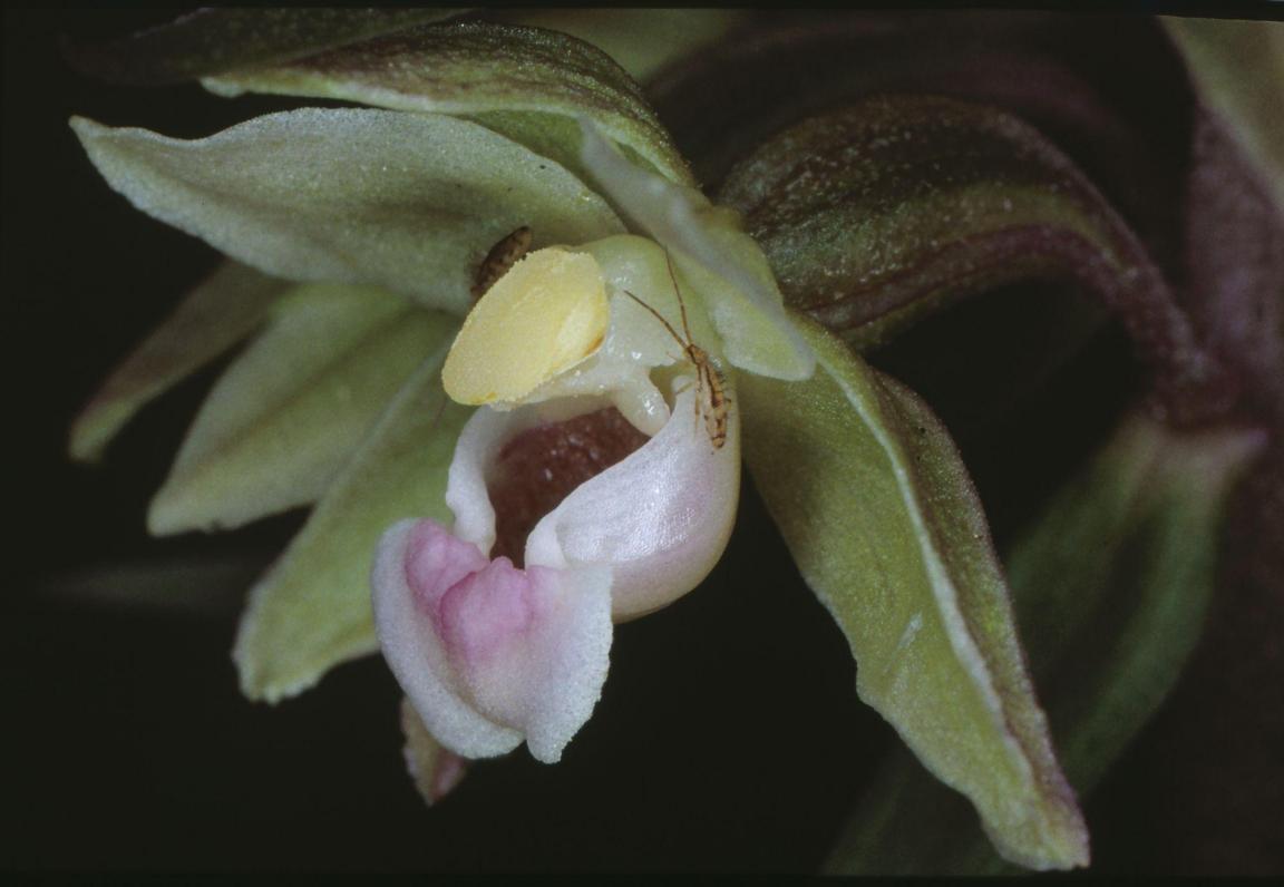 Nahhaufnahme einer Blüte der Violetten Stendelwurz