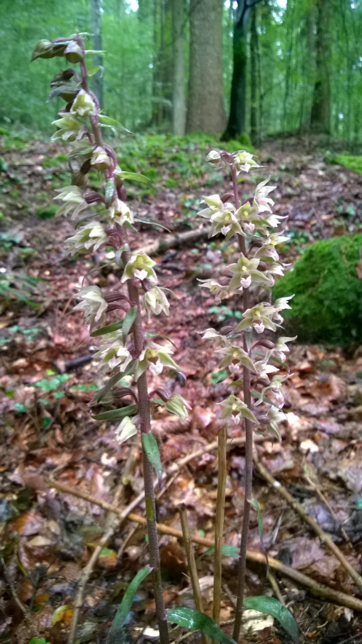 Blühende Violette Stendelwurz mit Wald im Hintergrund