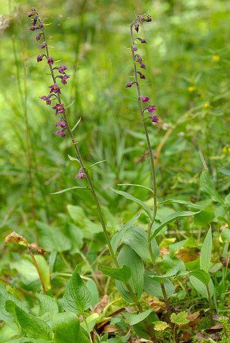 Blühende Braunrote Stendelwurz mit einer Wiese im Hintergrund