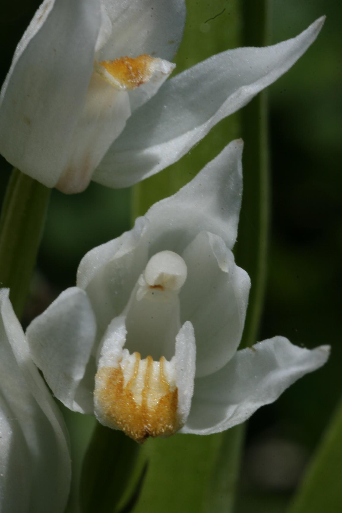 Nahaufnahme von zwei reinweissen Blüten des Langblättrigen Waldvögeleins auf einem verschwommenen Hintergrund