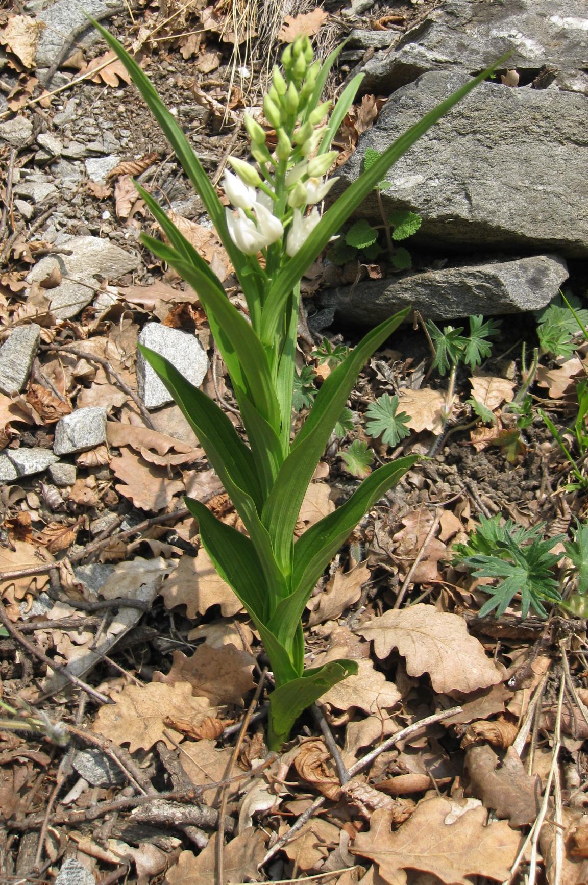 Langblättriges Waldvögelein in Blüte auf einem trockenen Waldboden mit Eichenlaub und Steinen
