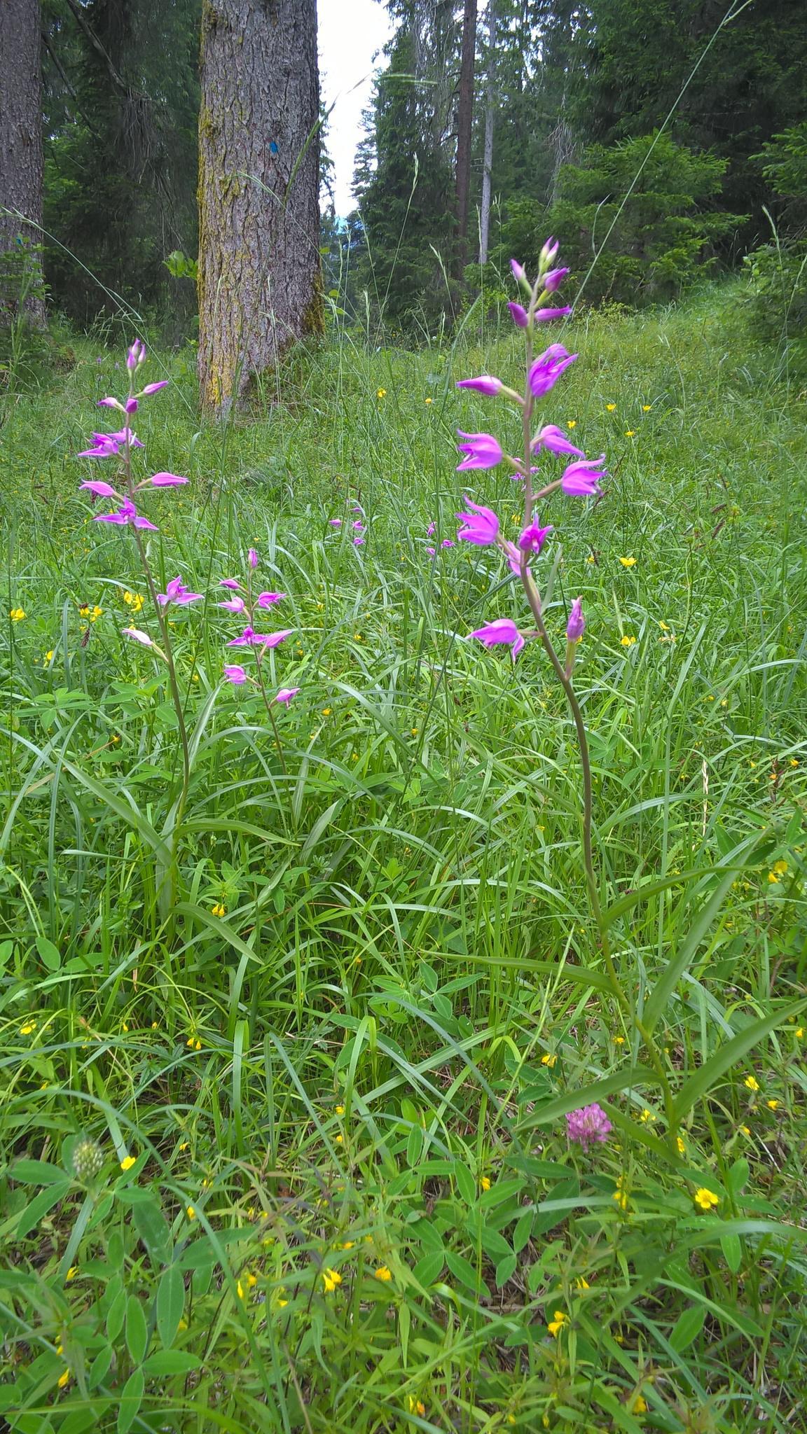 Rotes Waldvögelein auf einer Wiese mit Wald im Hintergrund