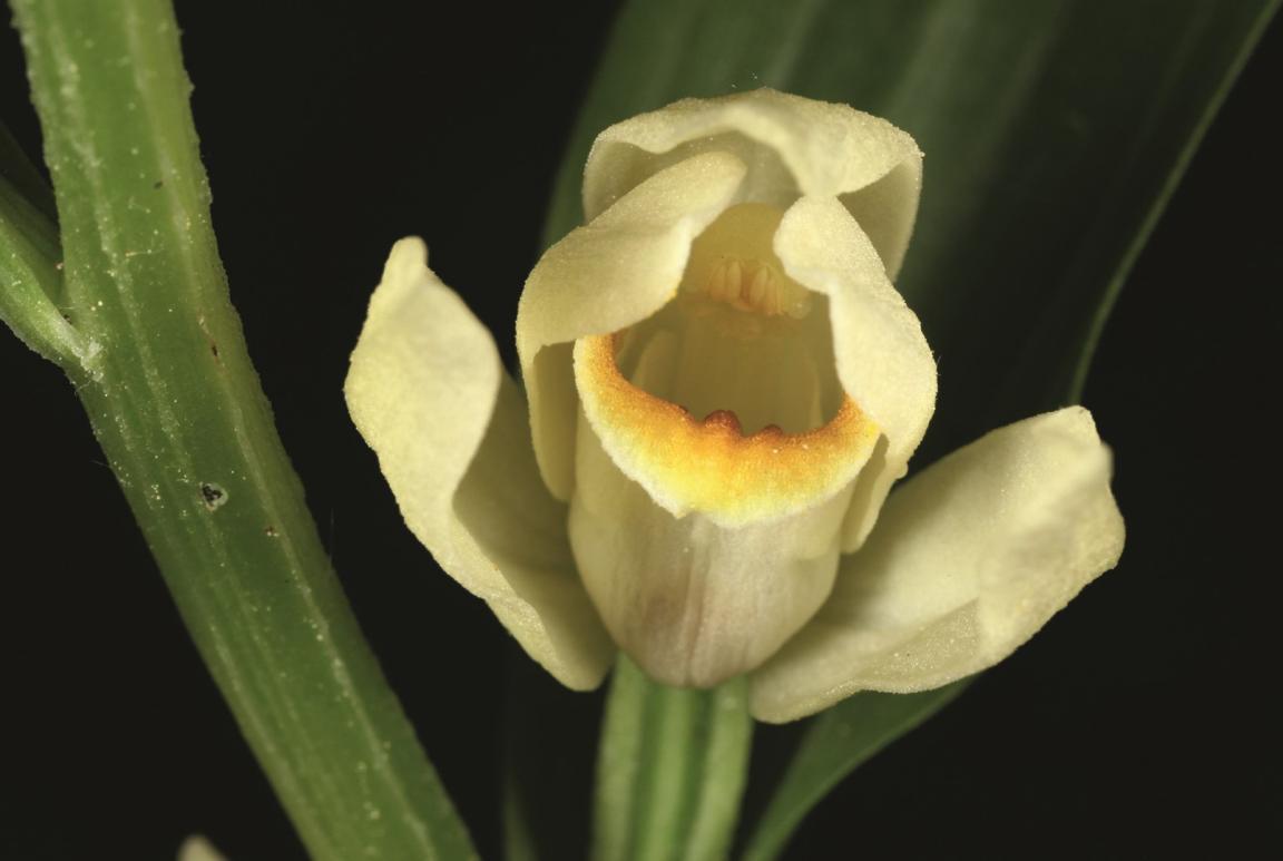 Nahaufnahme des Weissen Waldvögeleins mit grünem Stängel und grünem Blatt im Hintergrund 