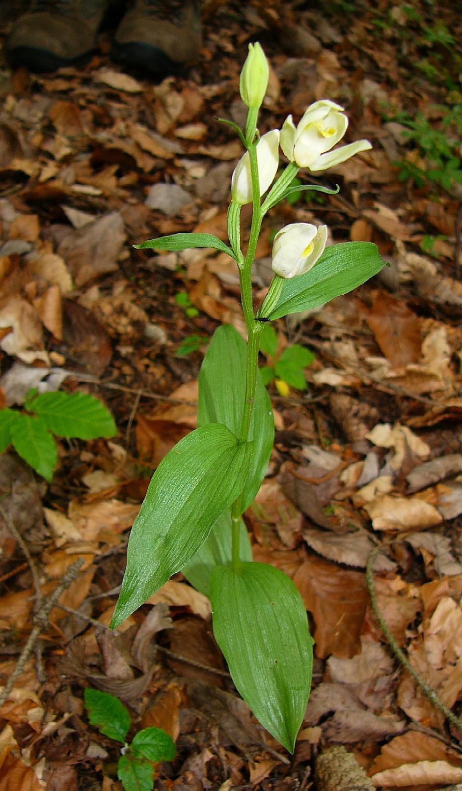 Weisses Waldvögelein mit aus grösstenteils Buchenlaub bestehender Streuschicht im Hintergrund.