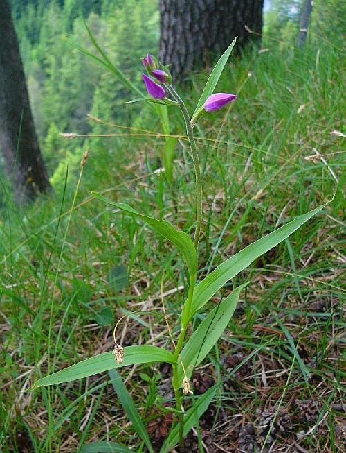 Rosa blühendes Rotes Waldvögelein auf einer mässig steilen Wiese mit Wald im Hintergrund
